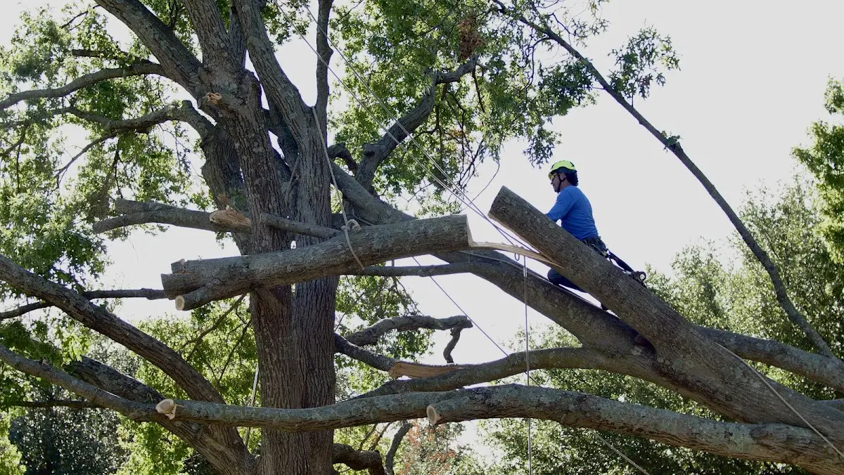 Professional Crown Thinning performed by certified arborists in Burlington